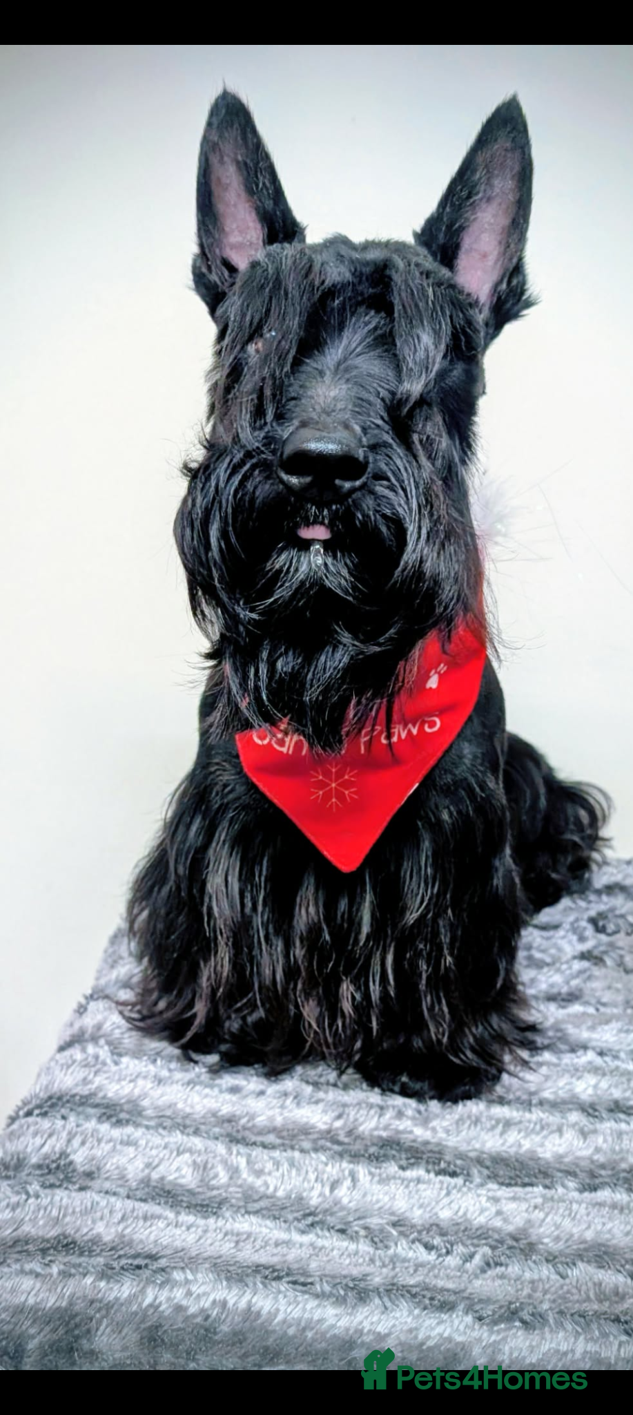 Scottish Terrier dogs KC reg Scottish terrier stud dog - Advert 1
