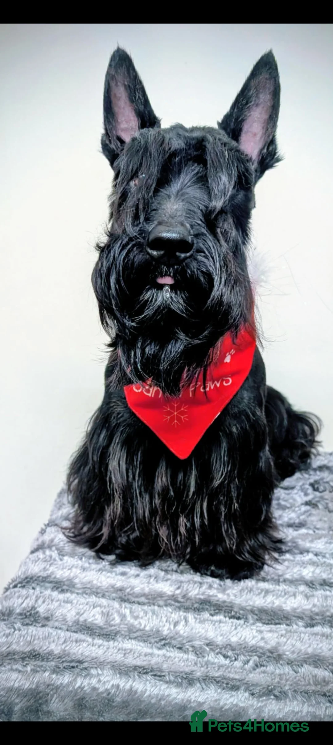 Scottish Terrier dogs for stud: KC reg Scottish terrier stud dog in Biggar - Advert 1