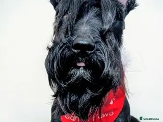 Scottish Terrier dogs KC reg Scottish terrier stud dog - Advert 1
