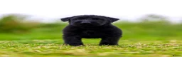 Giant Schnauzer dogs for sale: Working line Giant schnauzer puppies - Advert 23