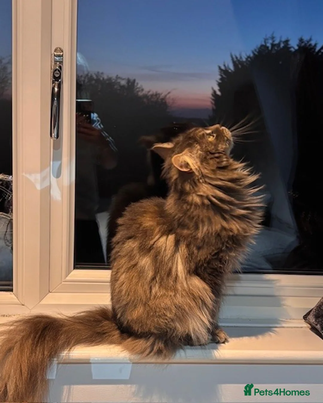 Mixed Breed cats for sale: Affectionate and loving 5 year old moggy - Advert 2