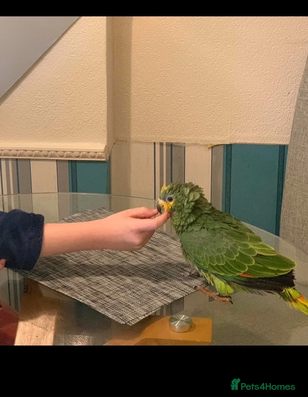 Parrots birds for sale: Amazon parrot in Rotherham - Advert 2