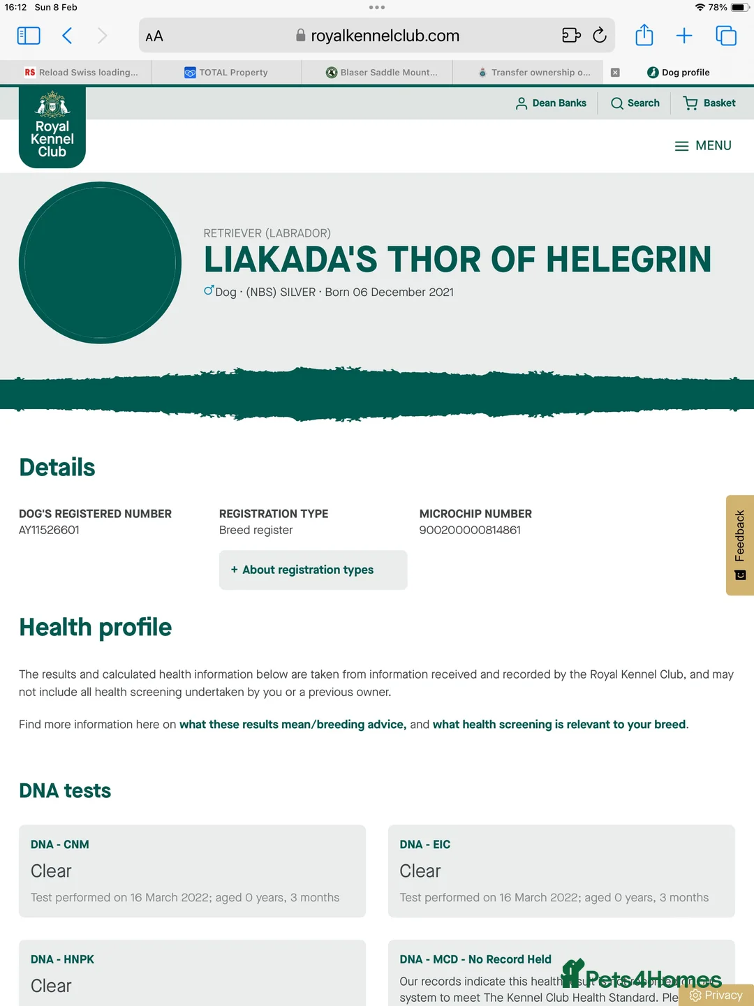 Mixed Breed dogs for sale: Gorgeous Chowador Puppies  - Advert 23