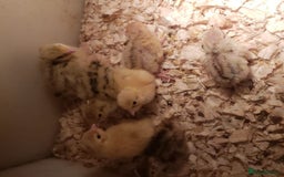 Quail poultry for sale: Cortinex Quail egg laying type pieds - Image 9