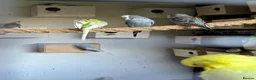Budgerigars birds for sale: Budgies for sale  - Advert 3