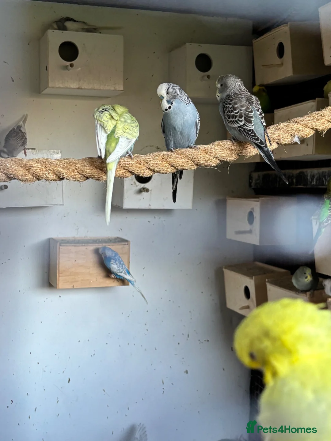 Budgerigars birds for sale: Budgies for sale  - Advert 3
