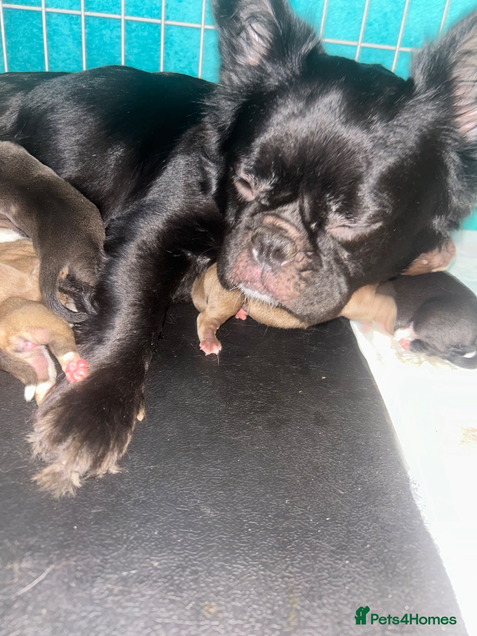 Mixed Breed dogs Fluffy frenchie x American bulldog puppies - Advert 1