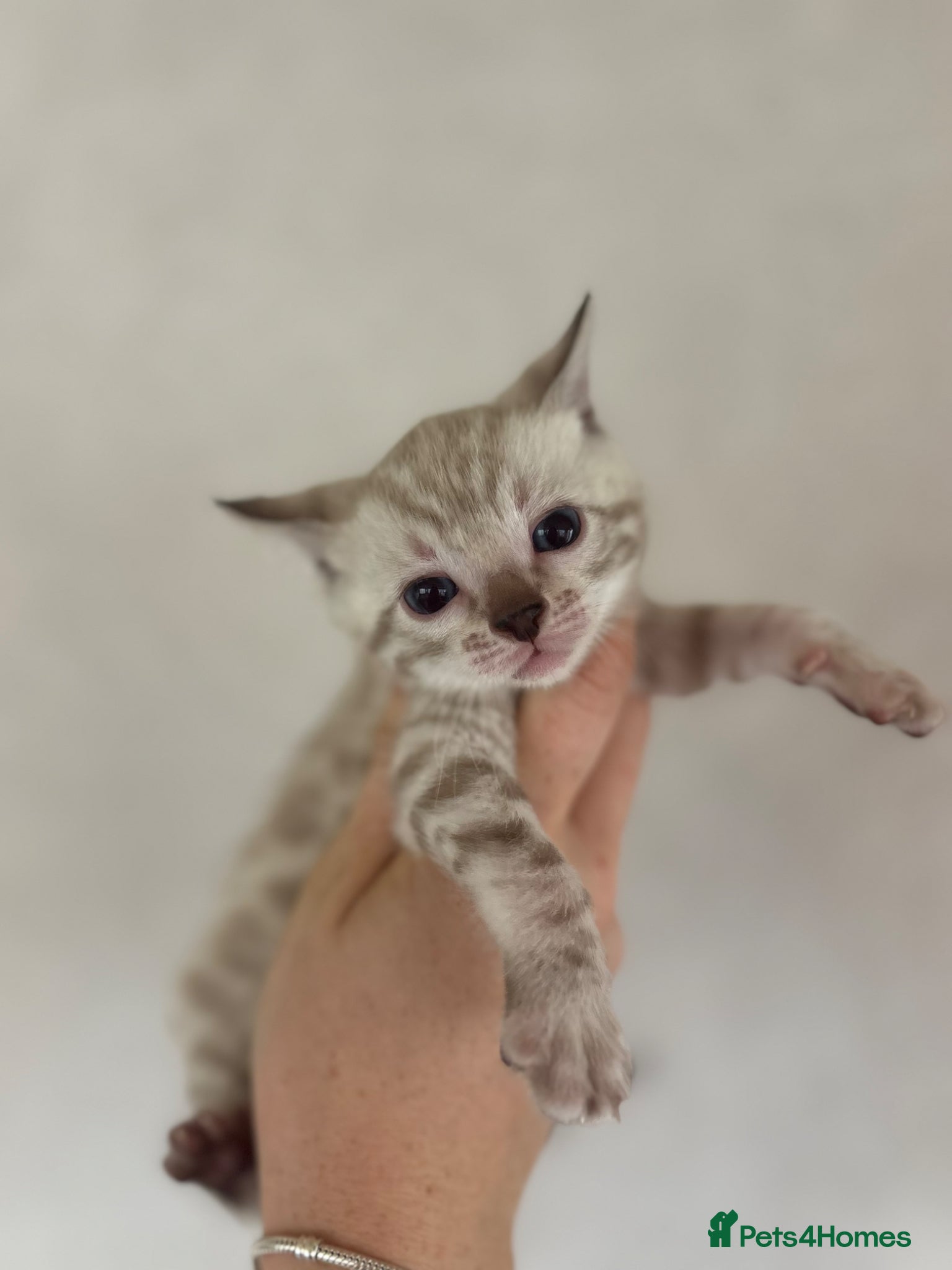 Bengal cats Perfect Bengal kittens  - Advert 4