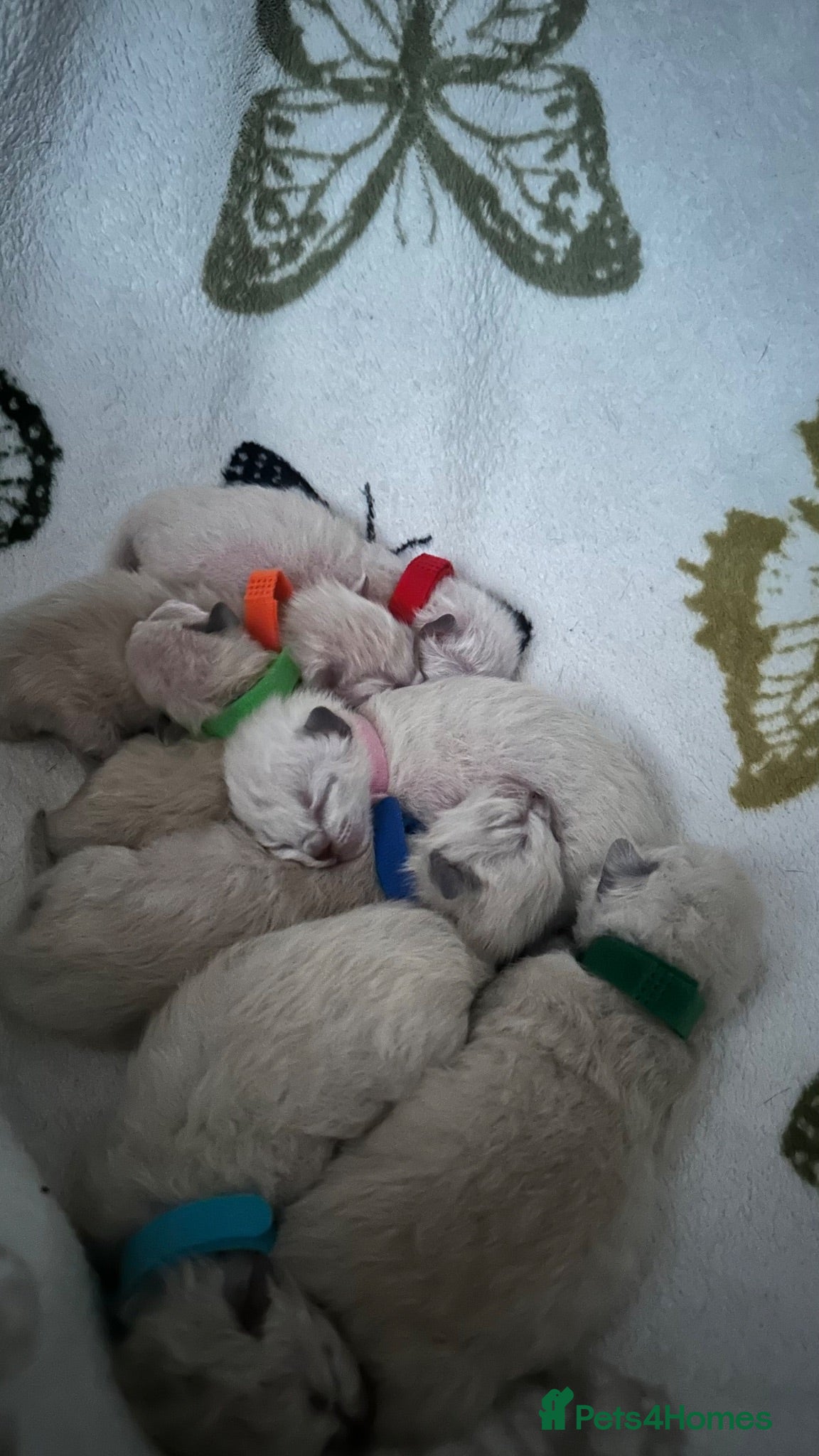 Ragdoll cats Stunning Purebred Ragdoll Kittens - Advert 2