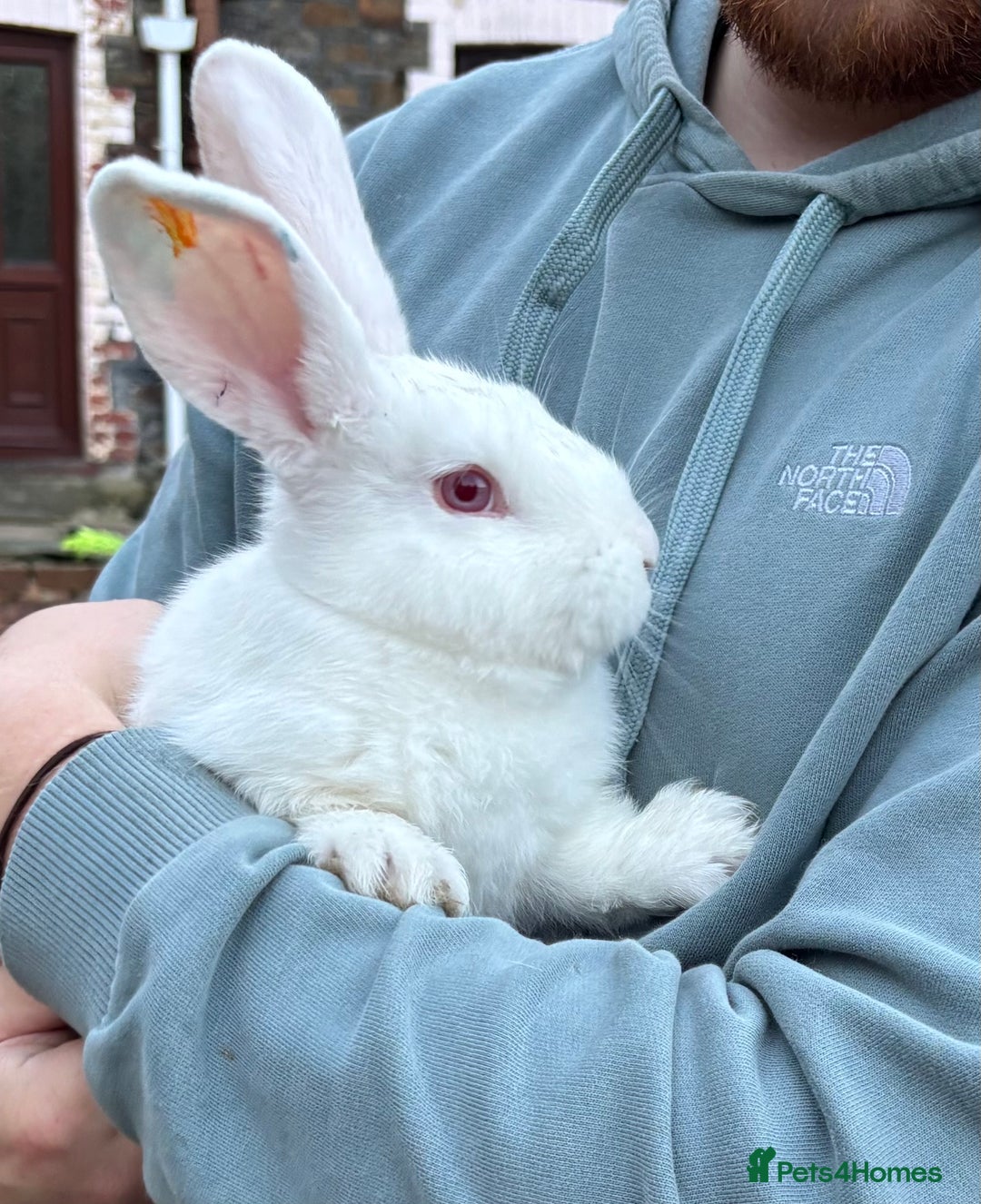 New Zealand rabbits for sale: Rabbits White New Zealand for Sale - Image 6
