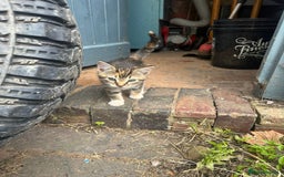 Domestic Shorthair cats for sale: 3 Kittens for sale  - Image 6
