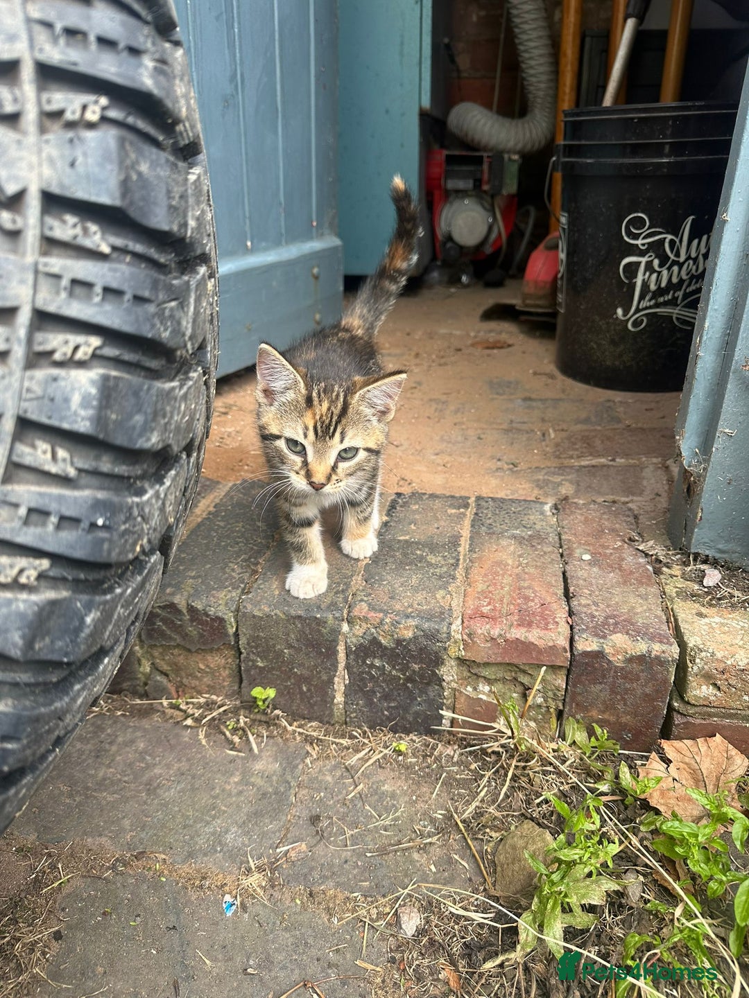 Domestic Shorthair cats for sale: 3 Kittens for sale  - Image 6