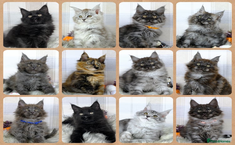 Maine Coon cats - Advert 2