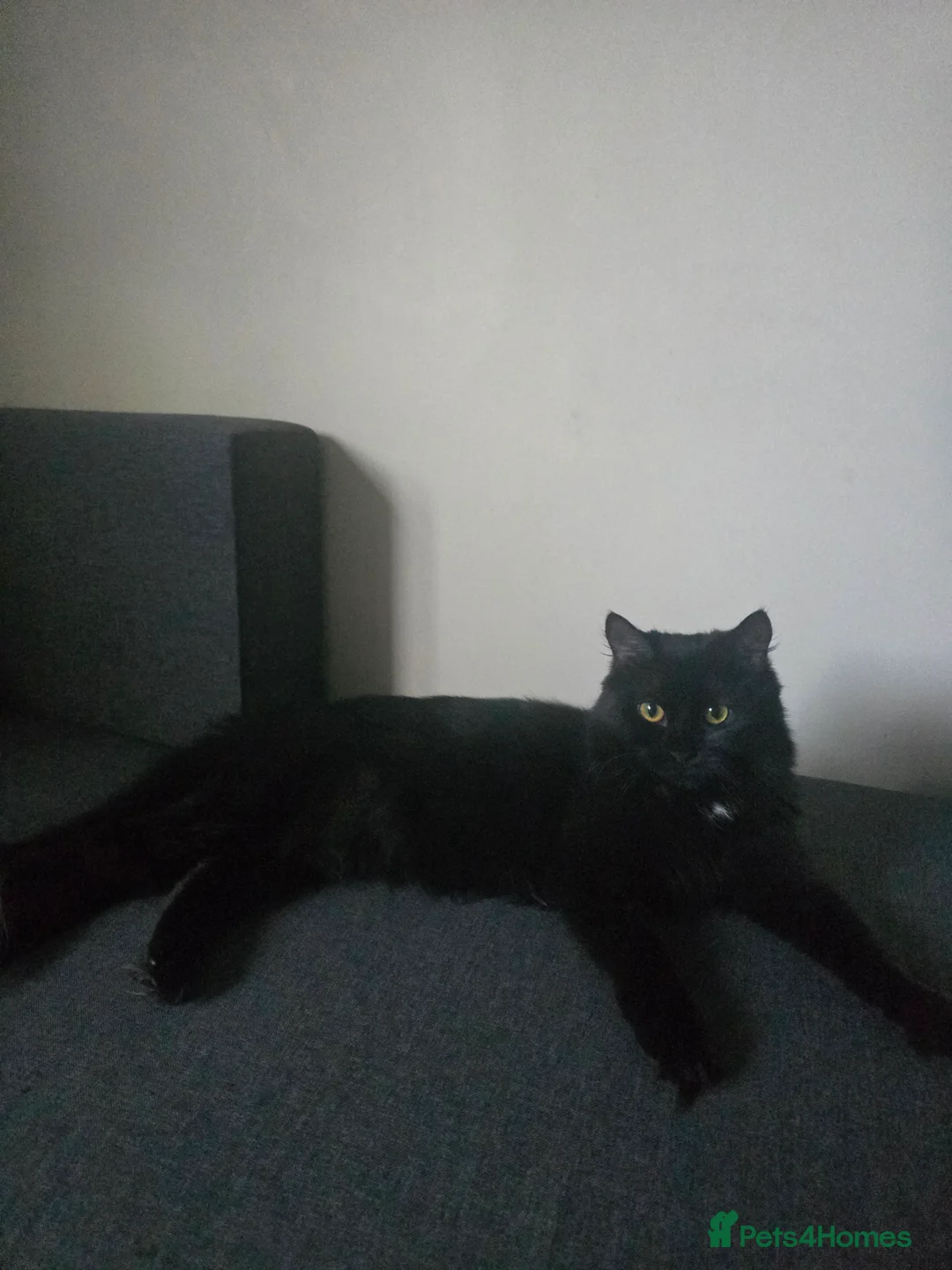 Mixed Breed cats for sale: Freya Black Female with lots of stuff  - Advert 2