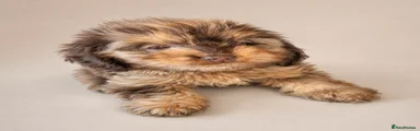 Cockapoo Puppy 1