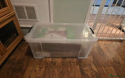 Mini Lop rabbits for sale: 6 month old female mini lop - Image 2