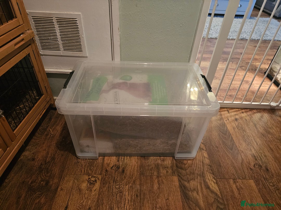 Mini Lop rabbits for sale: 6 month old female mini lop - Image 2