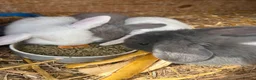 Mini Lop rabbits for sale: Two male mini lops ready in June - Advert 8