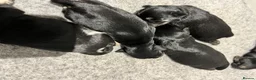 Miniature Schnauzer dogs for sale: Stunning KC mini schnauzer pups for sale - Advert 8