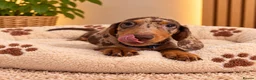 Miniature Dachshund dogs for sale: Miniature Dachshund Puppies  - Advert 21