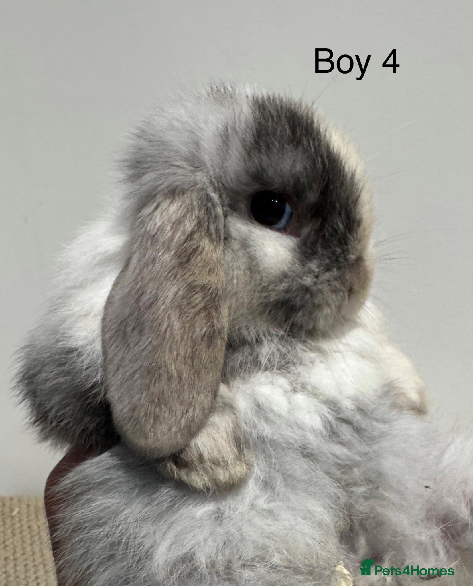 Mini Lop rabbits ☀️ MINI LOPS☀️ - Advert 2
