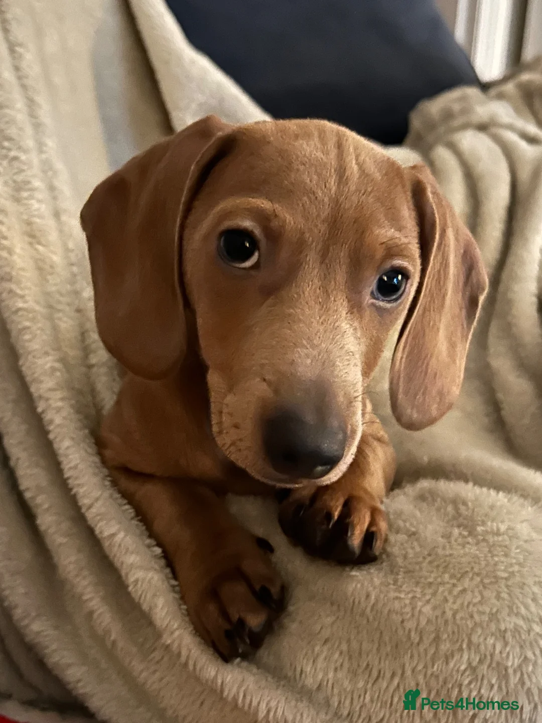 Miniature Dachshund dogs for sale: Charlie  in Stoke-on-Trent - Advert 4