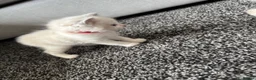 Ragdoll cats for sale: Female ragdoll kittens in Hartlepool - Advert 10