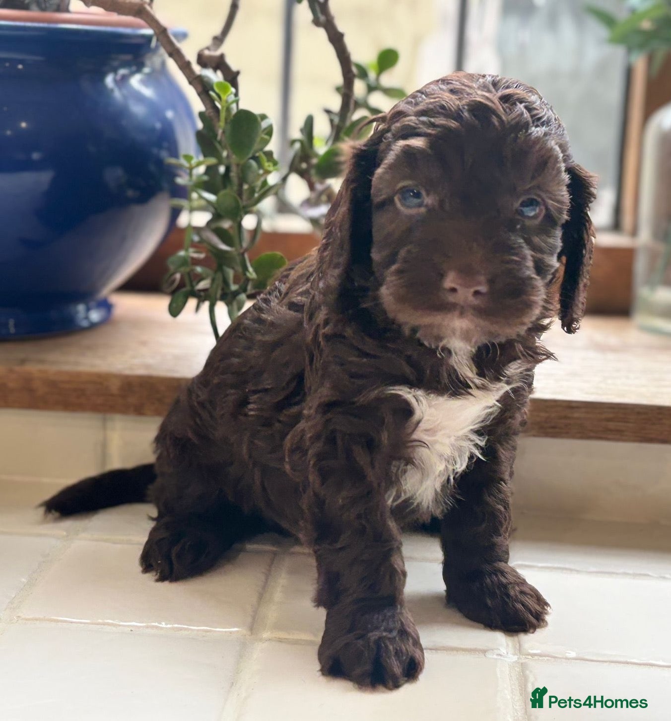 Cockapoo dogs Beautiful Cocker Poo Puppies  - Advert 1