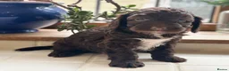 Cockapoo dogs for sale: Beautiful Cocker Poo Puppies  in Wolverhampton - Advert 1