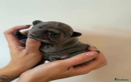 French Bulldog dogs for sale: French Bulldog Puppies - Image 3