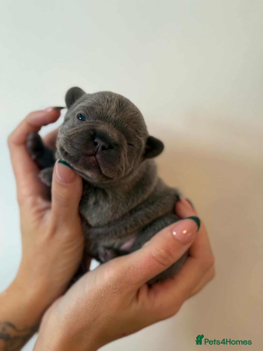 French Bulldog dogs for sale: French Bulldog Puppies - Image 3