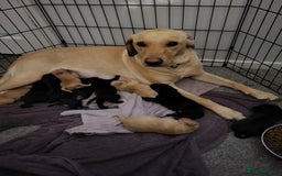 Labrador Retriever dogs for sale: 9 Gorgeous Labrador Puppies  - Image 13