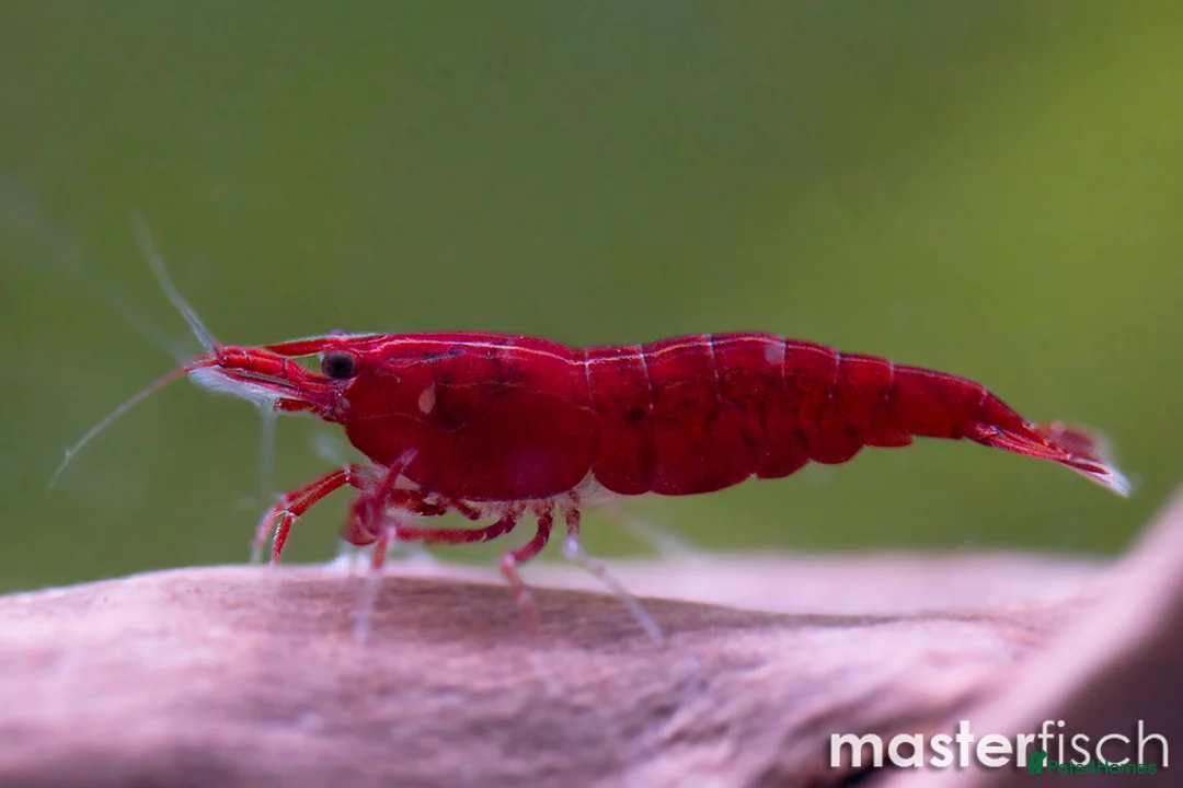 Corys fish for sale: 8 Corydoras similis & 15 Celestial Danios. - Advert 3