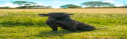 Labrador Retriever dogs for sale: Labrador puppies  - Advert 3