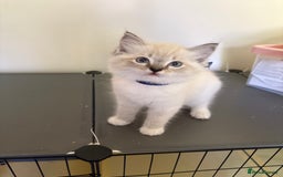 Ragdoll cats for sale: 5 Ragdoll kittens ready to go now  - Image 6