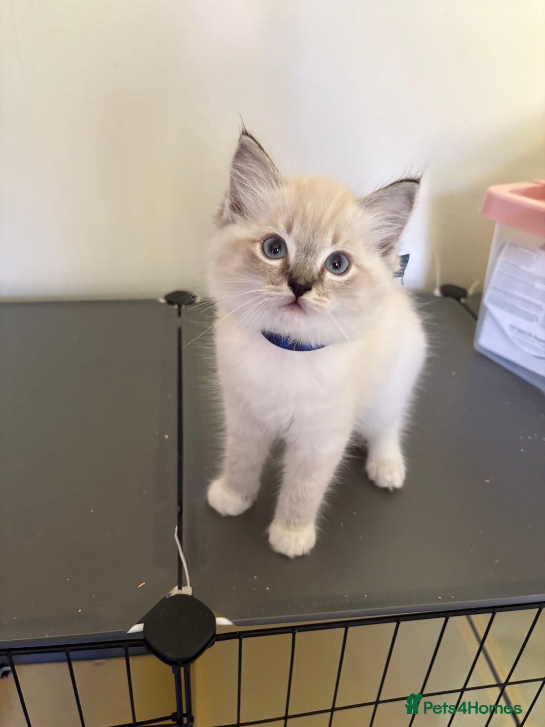 Ragdoll cats for sale: 5 Ragdoll kittens ready to go now  - Image 6