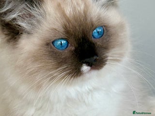 Ragdoll cats Photos Finally Added-Don’t Miss Out! 🏆 - Advert 13