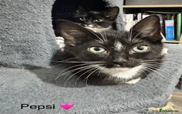 Domestic Shorthair cats for sale: Tuxedo and Tabby and White Kittens - Image 6