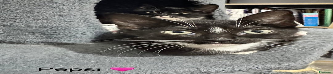 Domestic Shorthair Kitten 6
