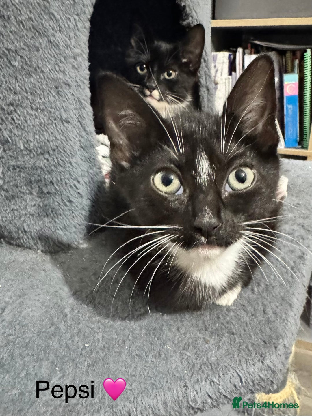 Domestic Shorthair cats for sale: Tuxedo and Tabby and White Kittens - Image 6