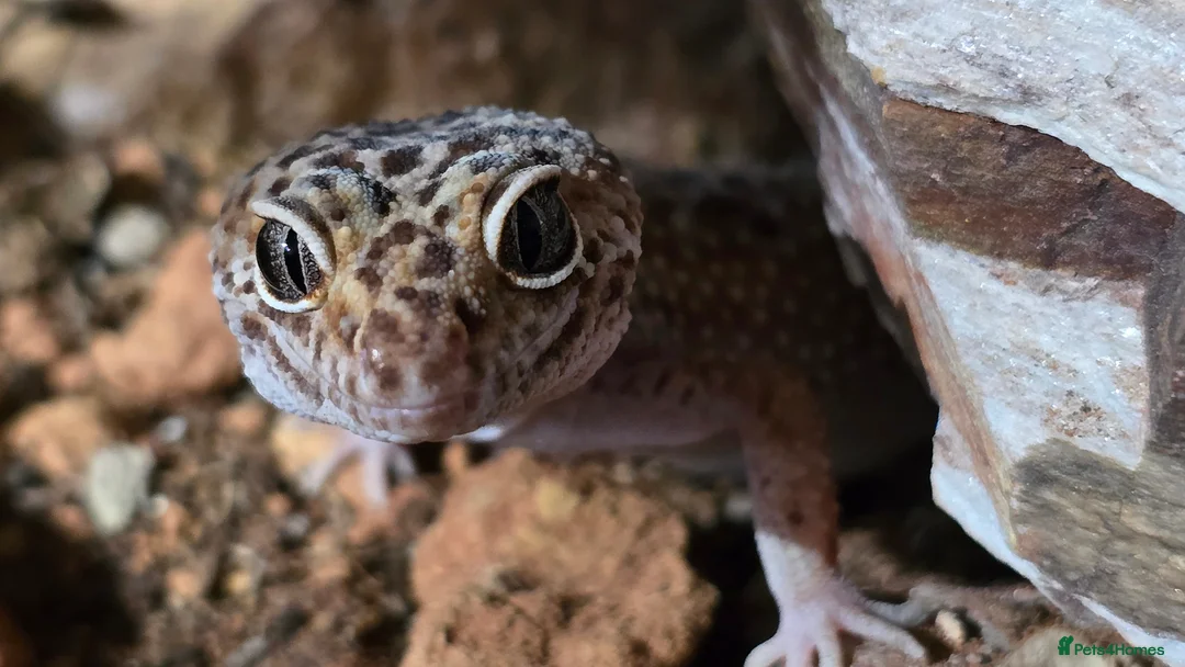 Leopard Gecko reptiles for sale: REHOME | Leopard gecko & full setup in Southampton - Advert 1