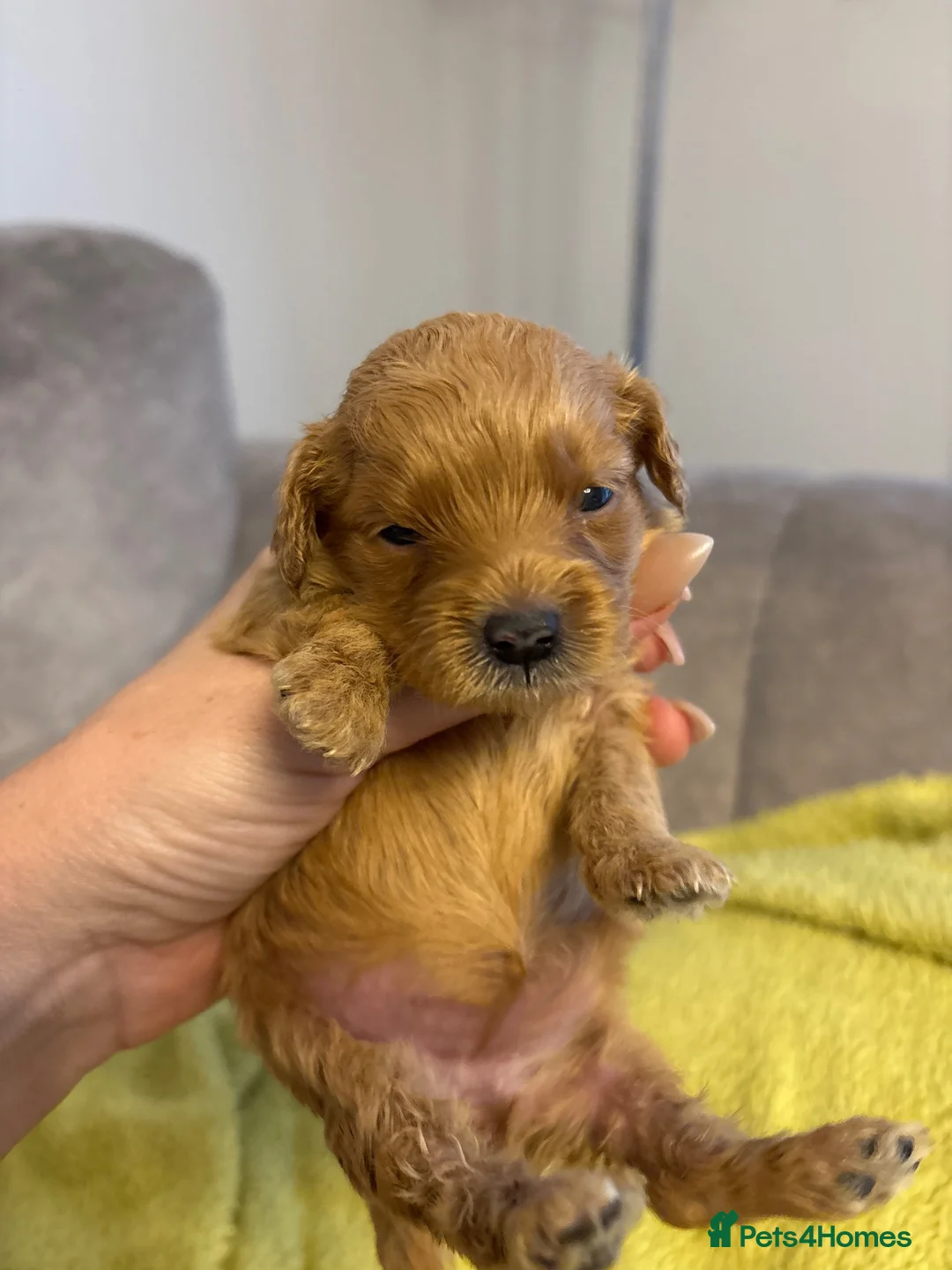 Cockapoo dogs for sale: Cockapoo puppies  - Advert 7
