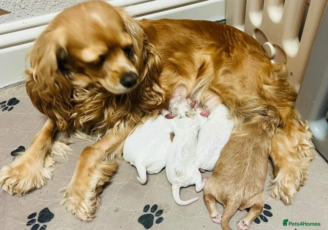 Cavapoo dogs for sale: Beautiful cavapoo puppies - Advert 3