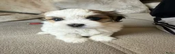 Lhasa Apso dogs for sale: Beautiful kc reg Lhasa apso pups  - Advert 17