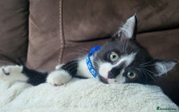 British Longhair cats for sale: 2 gorgeous kittens avaliable  - Image 6