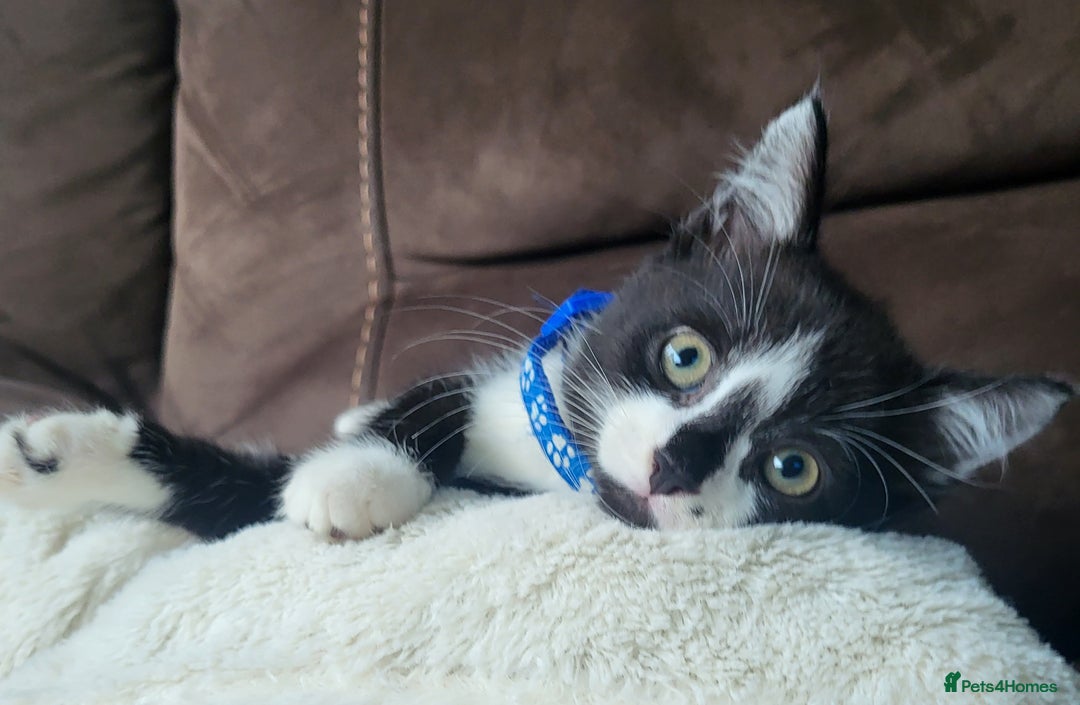 British Longhair cats for sale: 2 gorgeous kittens avaliable  - Image 6