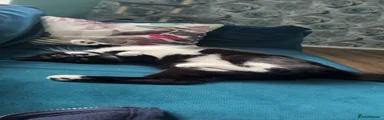 Snuggles the cat