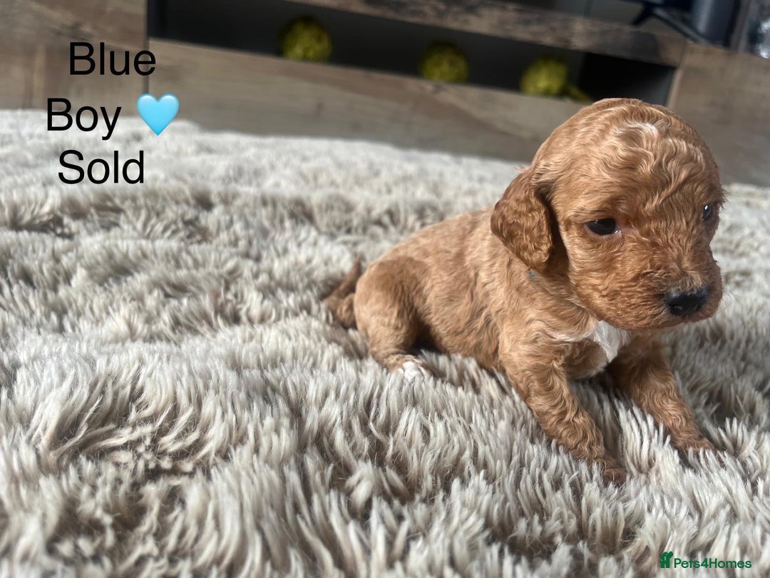 Cockapoo dogs for sale: ⭐️F1B cockapoo puppies⭐️ - Image 21