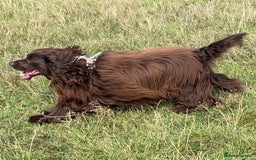 Sprocker dogs for stud: Dexter Sprocker - Image 7