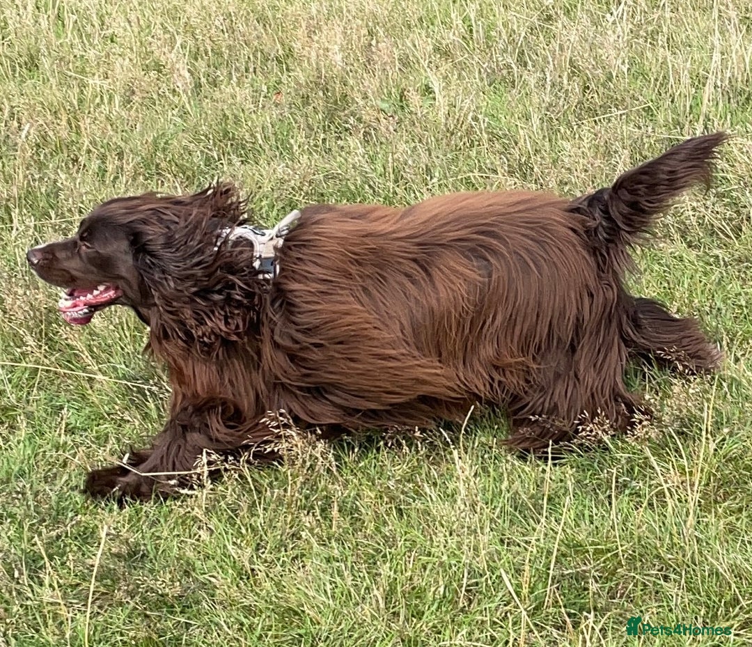 Sprocker dogs for stud: Dexter Sprocker - Image 7